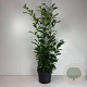 Prunus lusitanica 'Brenelia' 80-100 cm 10L
