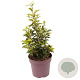 Prunus lusitanica 'Brenelia' 60-70 cm 10L