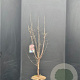Acer griseum 100-125 cm 10L
