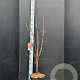 Acer griseum 100-125 cm 10L