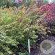 Acer palmatum 125-150 cm met kluit