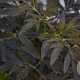 Sambucus nigra Black Lace 30-40 cm 3,0L