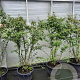 Acer palmatum 175-200 cm 30L