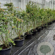 Acer palmatum 175-200 cm 30L