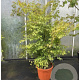 Acer palmatum 175-200 cm 30L