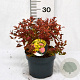 Spiraea jap. 'Firelight' 30-40 cm 3,0L