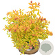 Spiraea jap. 'Firelight' 30-40 cm 3,0L