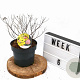 Spiraea jap. 'Firelight' 30-40 cm 3,0L