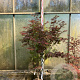 Acer pal. 'Atropurpureum' 150-175 cm 20L