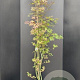 Acer pal. 'Atropurpureum' 150-175 cm 20L