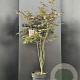 Acer pal. 'Bloodgood' 125-150 cm 10L