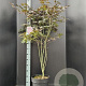Acer pal. 'Bloodgood' 125-150 cm 10L