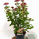 Viburnum tin. Lisarose 40-50 cm 3,0L