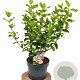 Viburnum tin. Lisarose 40-60 cm 5,0L