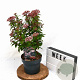 Viburnum tin. Spirit 30-40 cm 3,0L