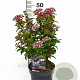 Viburnum tin. Spirit 30-40 cm 3,0L