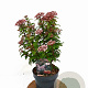 Viburnum tin. Spirit 30-40 cm 3,0L
