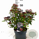 Viburnum tin. Spirit 40-60 cm 5,0L