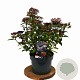 Viburnum tin. Spirit 40-60 cm 5,0L