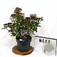 Viburnum tin. Spirit 40-60 cm 5,0L