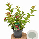 Weigela Cherry Love 30-40 cm 3,0L