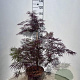 Acer pal. 'Garnet' 50-60 cm 10L
