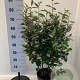 Elaeagnus ebb. 'Compacta' 80-100 cm 7,5L