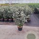 Elaeagnus ebb. 'Compacta' 80-100 cm 7,5L