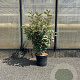 Elaeagnus ebb. 'Compacta' 80-100 cm 7,5L