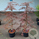 Acer pal. 'Garnet' 100-125 cm 12L