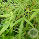 Acer pal. 'Linearilobum' 80-100 cm met kluit