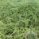 Carex oshim. 'Evergold' GM 2,0L