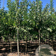 Acer rubrum Red Sunset 8-10 HO draadkluit