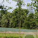 Amelanchier lamarckii 10-12 HO draadkluit