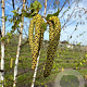 Betula pendula 10-12 HO draadkluit