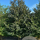 Halesia carolina 175-200 cm draadkluit meerstammig