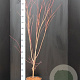 Acer pal. 'Sangokaku' 100-125 cm 10L