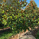 Magnolia grand. 'Galissonnière' 150-175 cm draadkluit meerstammig 80-100 breed
