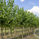 Morus alba 10-12 HO draadkluit