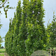 Quercus pal. Green Pillar 14-16 HO draadkluit