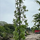 Quercus pal. Green Pillar 14-16 HO draadkluit