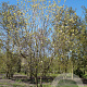 Cornus florida 300-350 cm draadkluit solitair