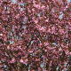 Prunus sargentii 'Rancho' 10-12 HO draadkluit