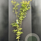 Acer shirasawanum 'Jordan' 125-150 cm 10L