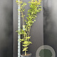 Acer shirasawanum 'Jordan' 125-150 cm 10L