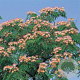 Albizia julibr. rosea 80-100 cm 3,0L