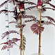 Albizia julibr. 'Summer Chocolate' 125-150 cm 3,5L