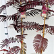 Albizia julibr. 'Summer Chocolate' 125-150 cm 3,5L