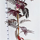 Albizia julibr. 'Summer Chocolate' 125-150 cm 3,5L