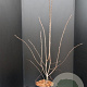 Amelanchier 'Ballerina' 100-125 cm 10L